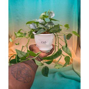 Cebu Blue Pothos 4.5" US Seller Potted RARE
